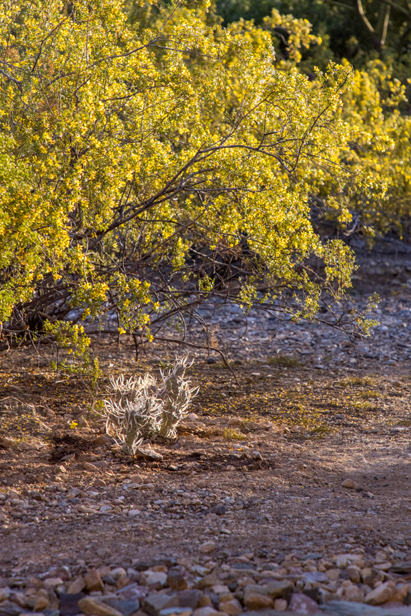 Magic of Sunlight in Paradise Valley, Arizona