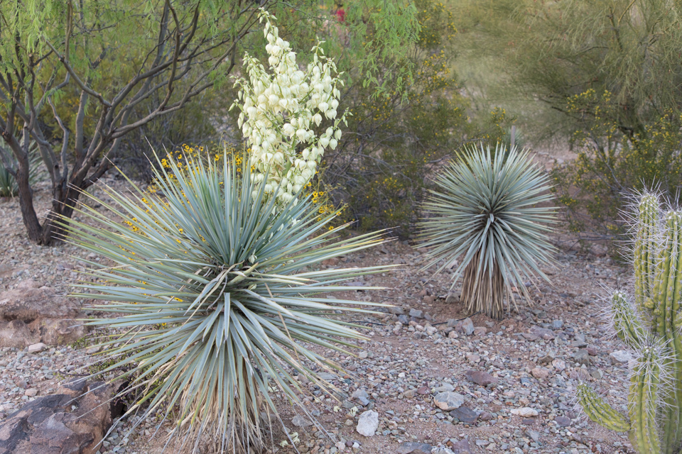 Yucca in Spring in Paradise Valley, Arizona