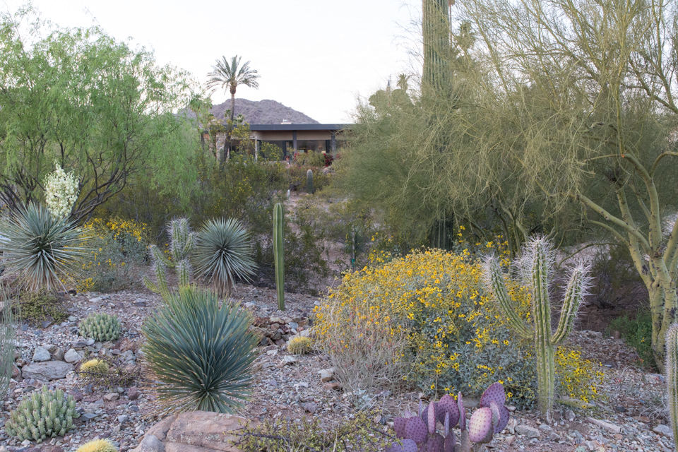 Front Yard in Paradise Valley, Arizona