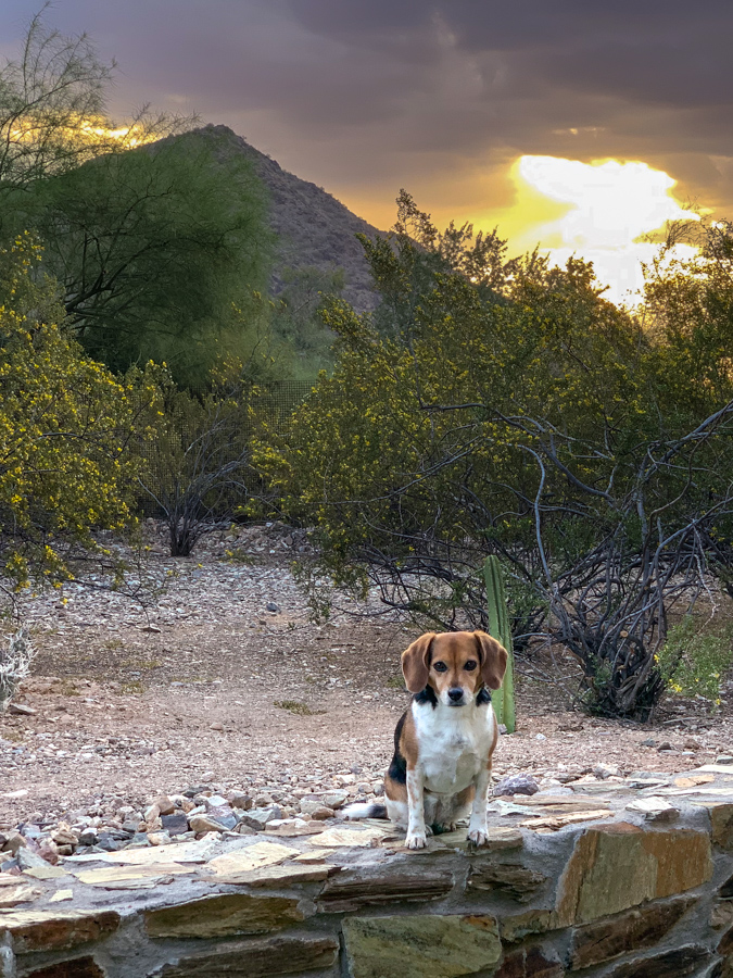 Morning Pup in Paradise Valley, Arizona