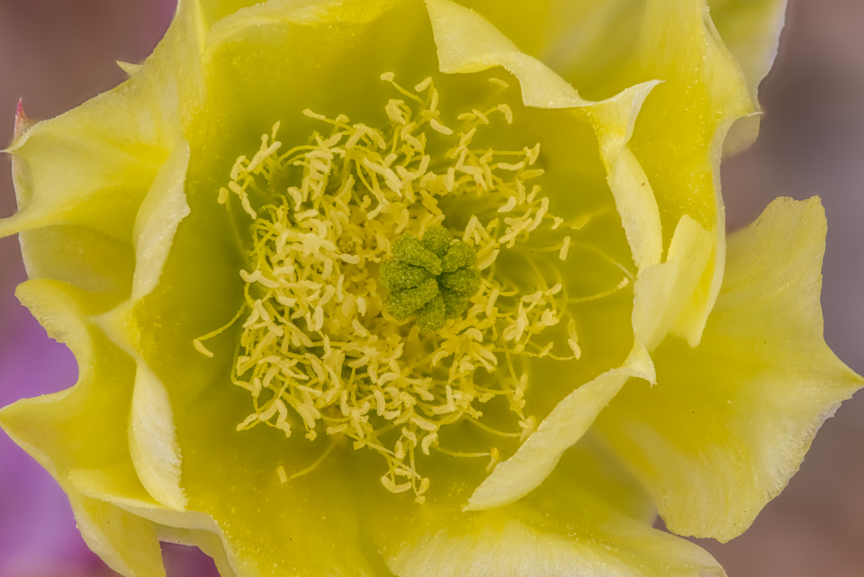 Yellow Yellow in Paradise Valley, Arizona