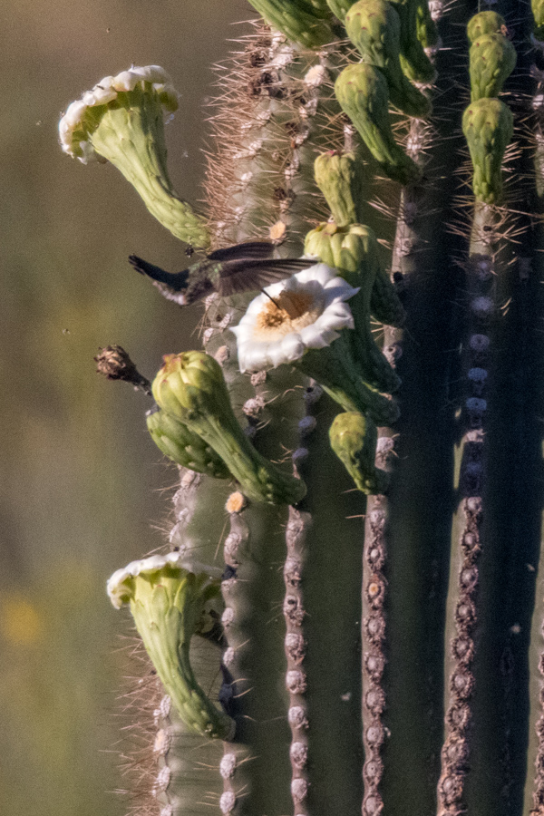 Flower Bigger than Bird in Paradise Valley, Arizona