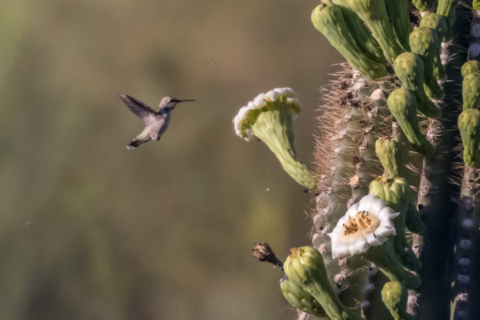 Big Cactus Little Bird in Paradise Valley, Arizona