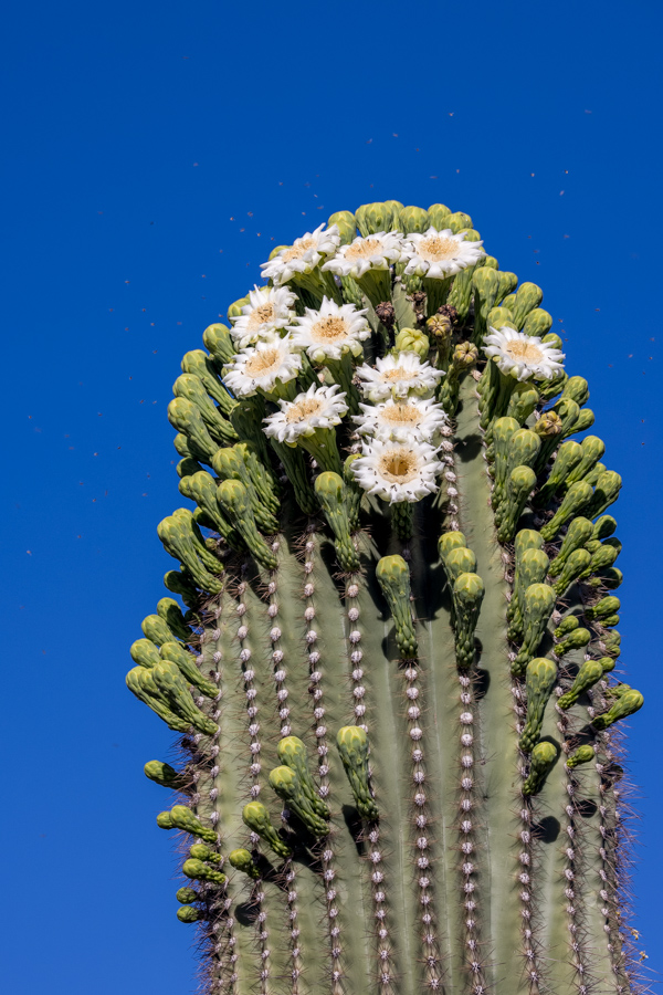 Too Many Flowers in Paradise Valley, Arizona