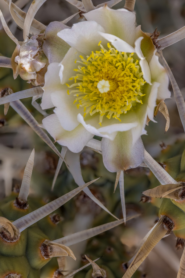 Paper Spine Flower in Paradise Valley, Arizona