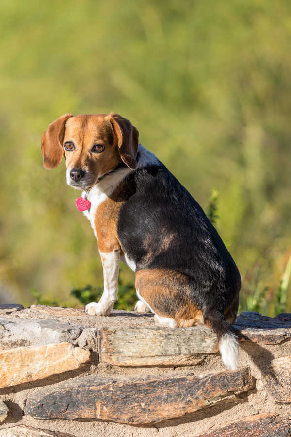 Riley Enjoying Sun in Paradise Valley, Arizona