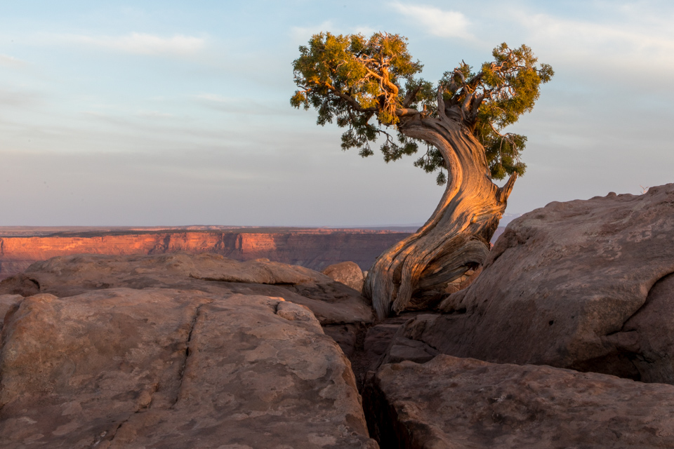 Lone Juniper in Moab, Utah