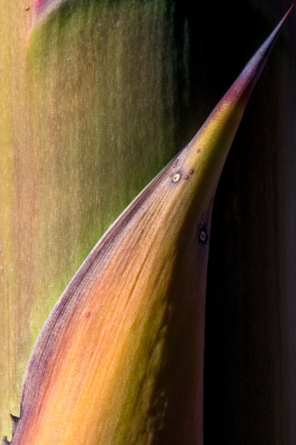 Agave Stalk in Sedona, Arizona