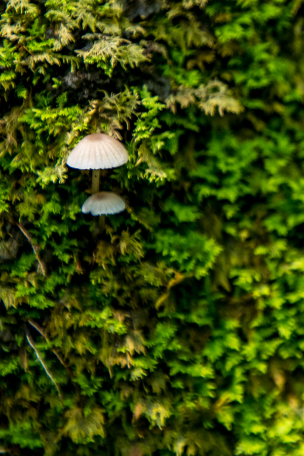 In Moss in Highlands, North Carolina