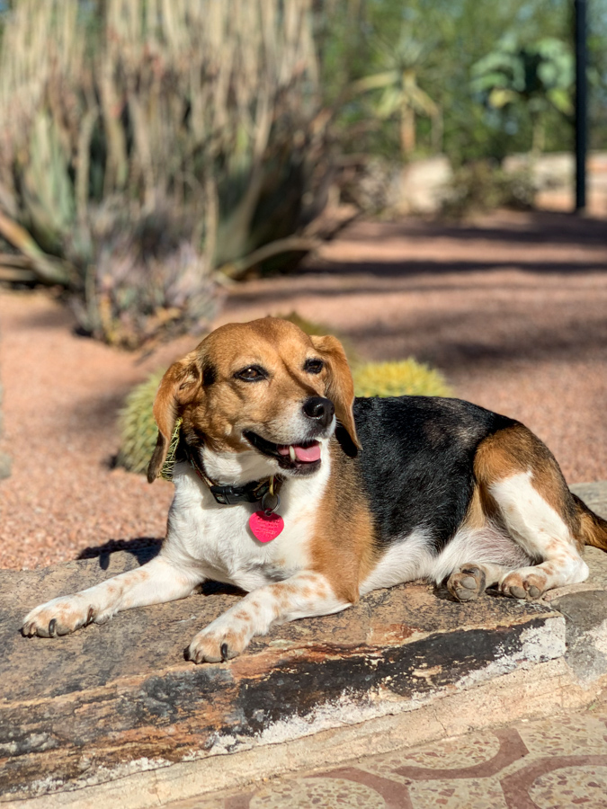 Sunning in Paradise Valley, Arizona