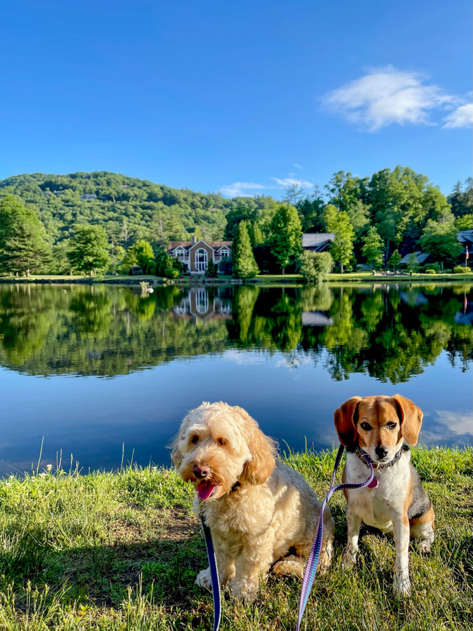 Harris Lake Pups in Highlands, North Carolina