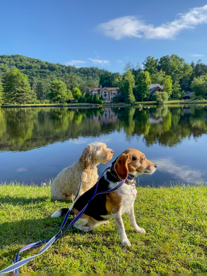 Pup Profiles in Highlands, North Carolina
