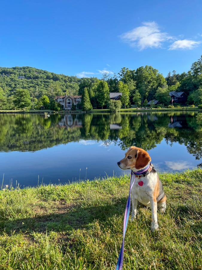 Riley at the Lake in Highlands, North Carolina
