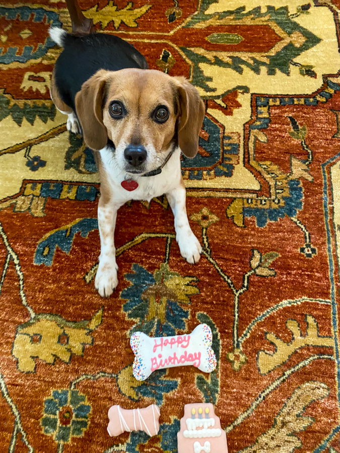 Pup Birthday in Highlands, North Carolina