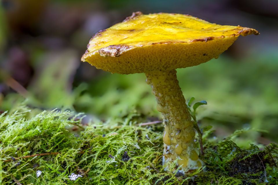 Yellow Umbrella in Highlands, North Carolina
