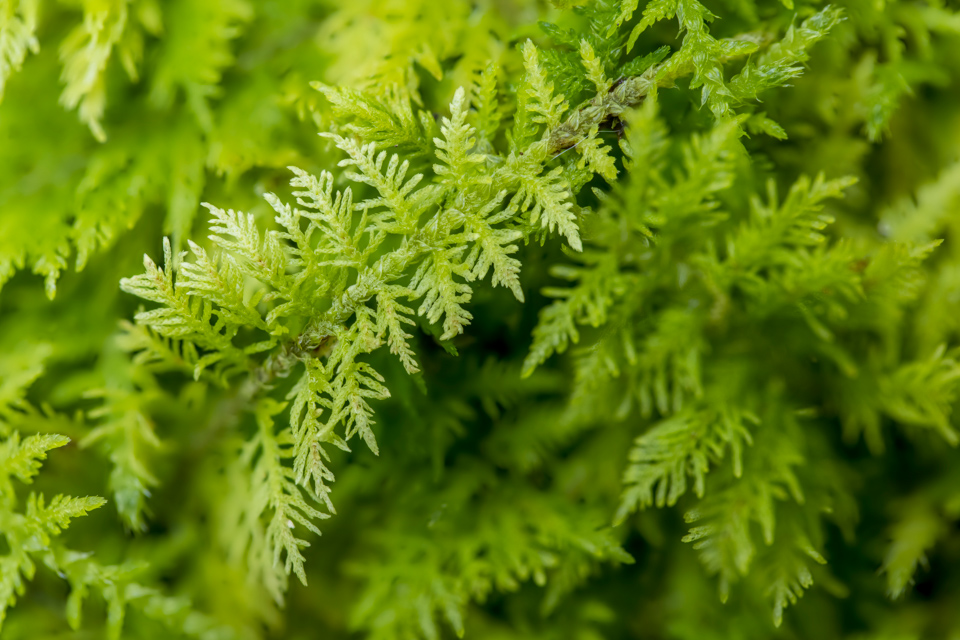 Moss in Highlands, North Carolina