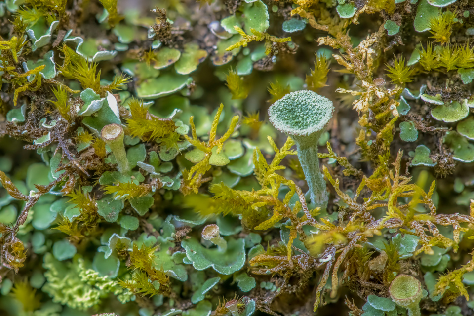 Small World in Highlands, North Carolina