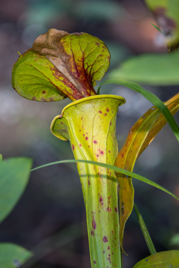 Yellow Pitcher Plant in Highlands, North Carolina