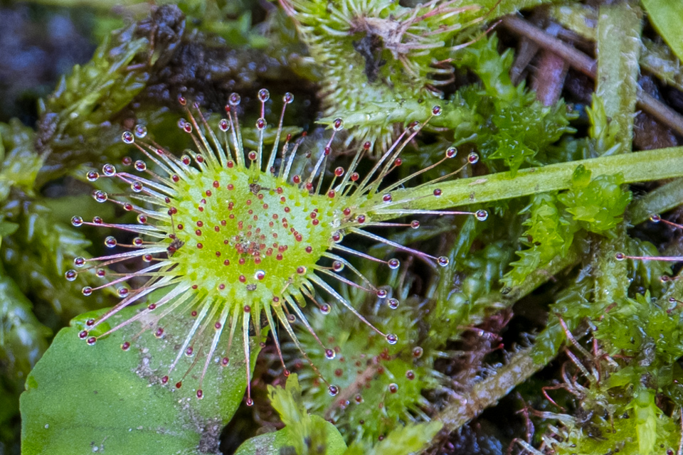 Round Leaved Sundew in Highlands, North Carolina