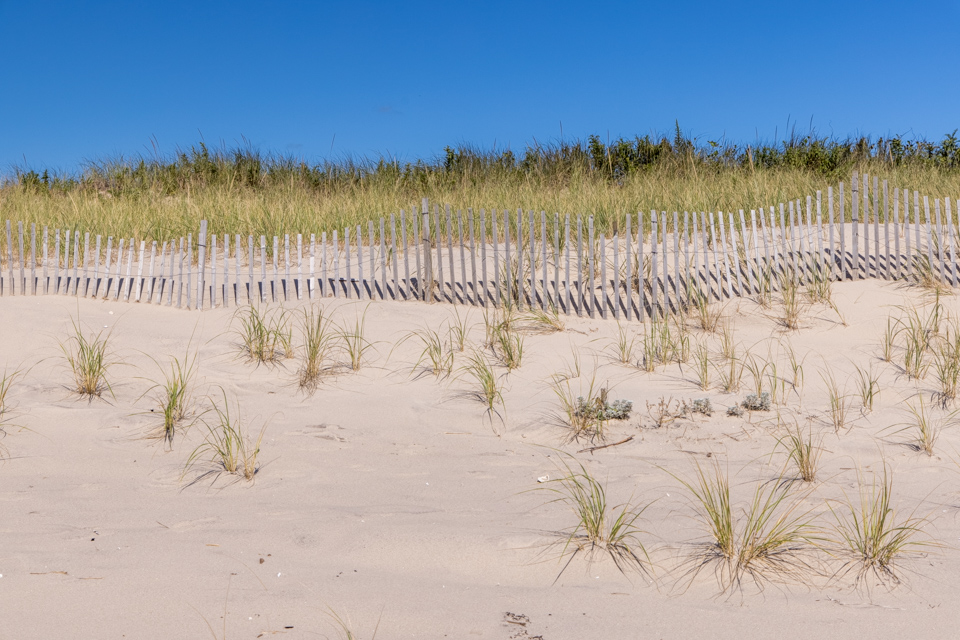 Sand Fence Grass in Sagaponack, New York