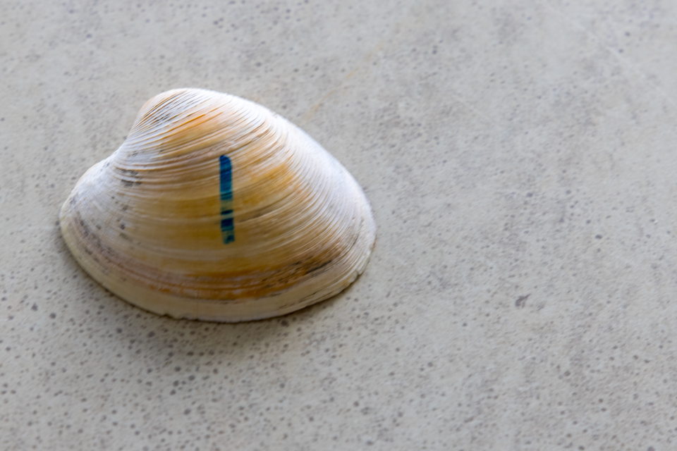 Clam 1? in Sag Harbor, New York