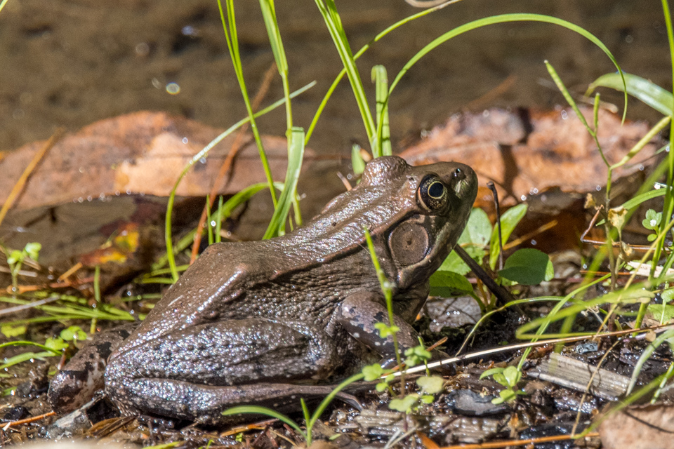 First Frog in Highlands, North Carolina