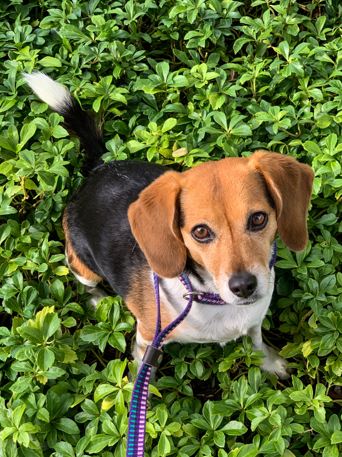 Cute Beagle in Highlands, North Carolina