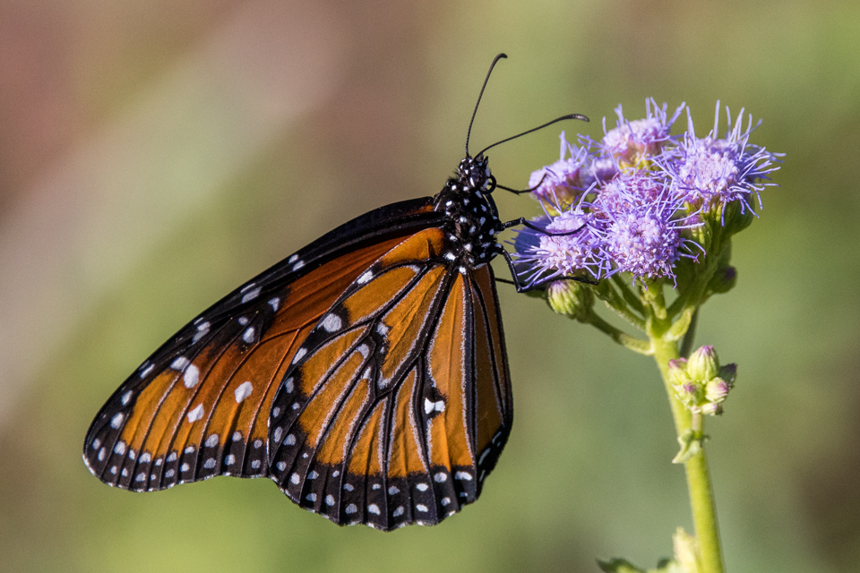 Queen on Purple in Phoenix, Arizona