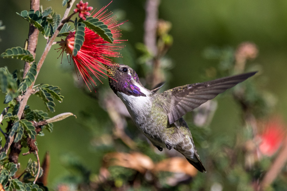 Purple Chin in Phoenix, Arizona