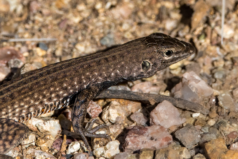 Little Lizard in Phoenix, Arizona