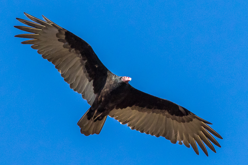 Buzzard in Phoenix, Arizona