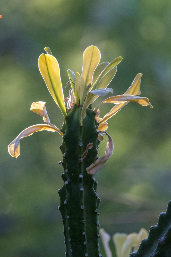 Cactus Leafs in Phoenix, Arizona