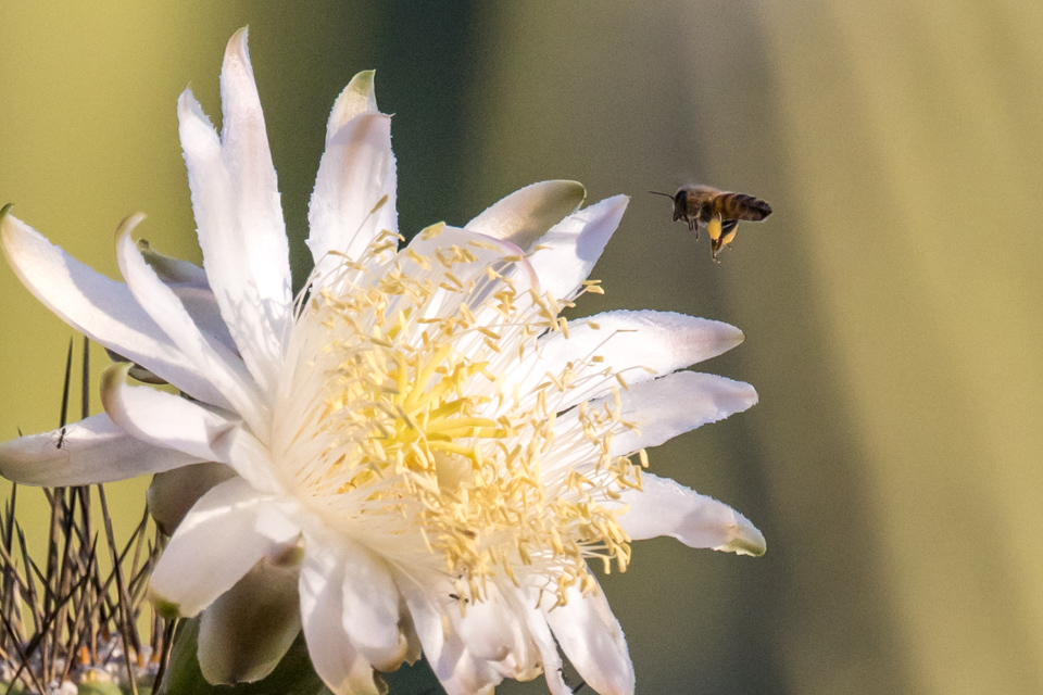 Little Bee Big Flower in Phoenix, Arizona