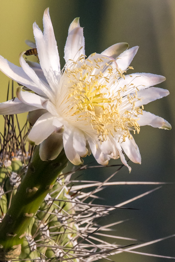 Big Cactus FLower  in Phoenix, Arizona