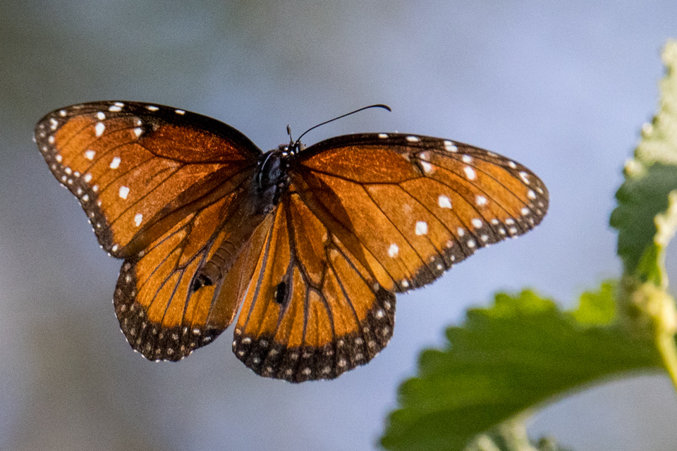 In Flight in Phoenix, Arizona