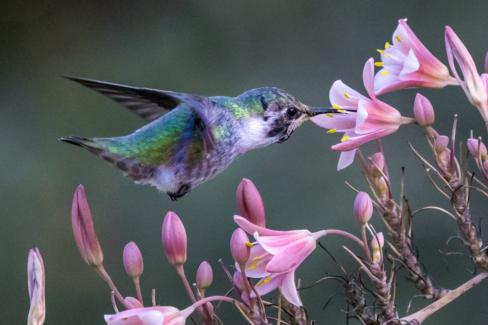 Green and Pink in Phoenix, Arizona