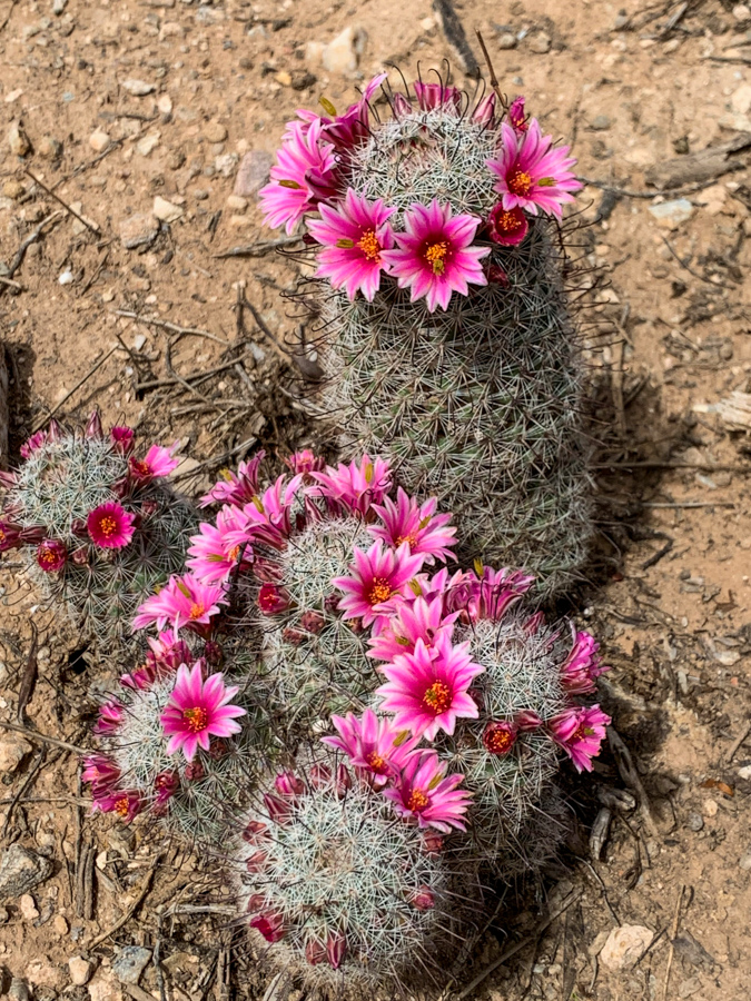 Pink Fishhooks  in Paradise Valley, Arizona