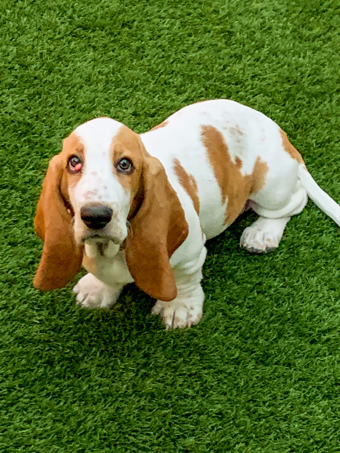 Daisy Pup in Phoenix, Arizona