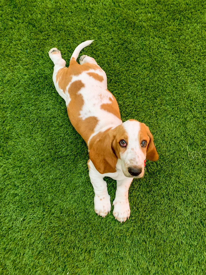 What a Cute Puppy in Phoenix, Arizona