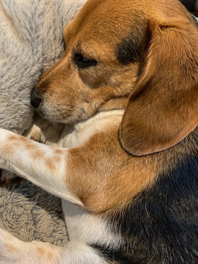 Sleepy Beagle in Highlands, North Carolina