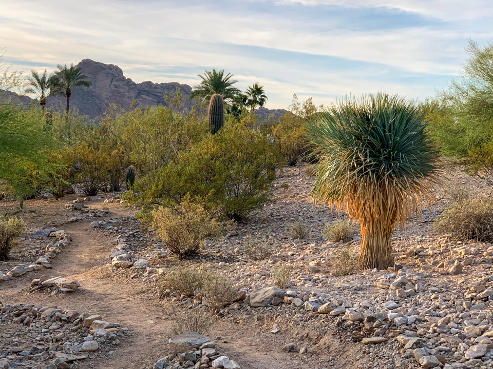 New Yucca in Paradise Valley, Arizona