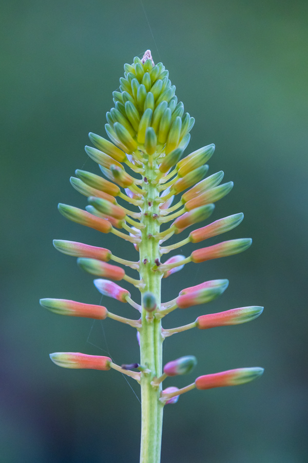 Aloe Stalk in Phoenix, Arizona
