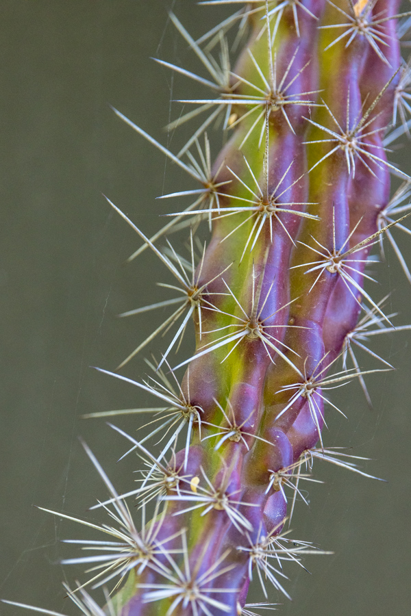 Spines in Phoenix, Arizona