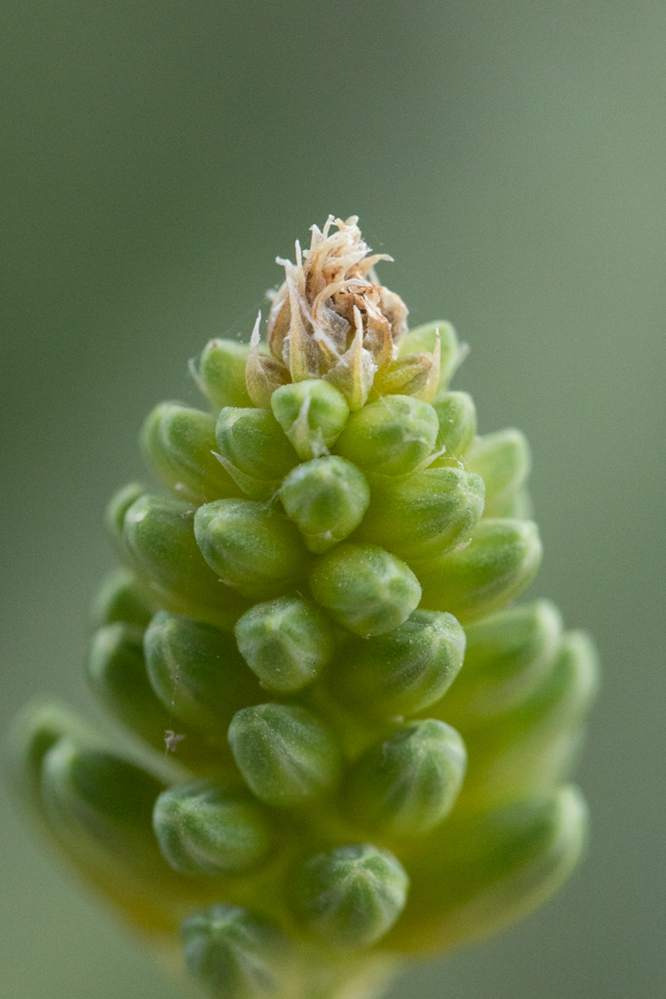 Young Bud in Phoenix, Arizona