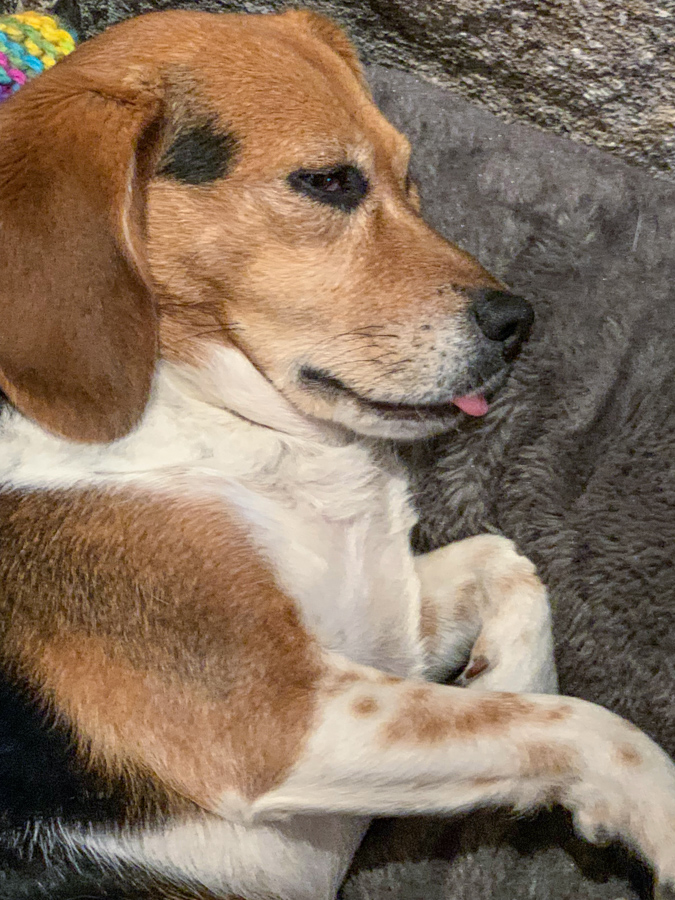 Sleeping Tongue in Highlands, North Carolina