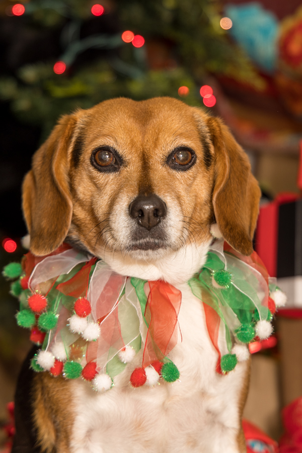 Christmas Beagle in Highlands, North Carolina