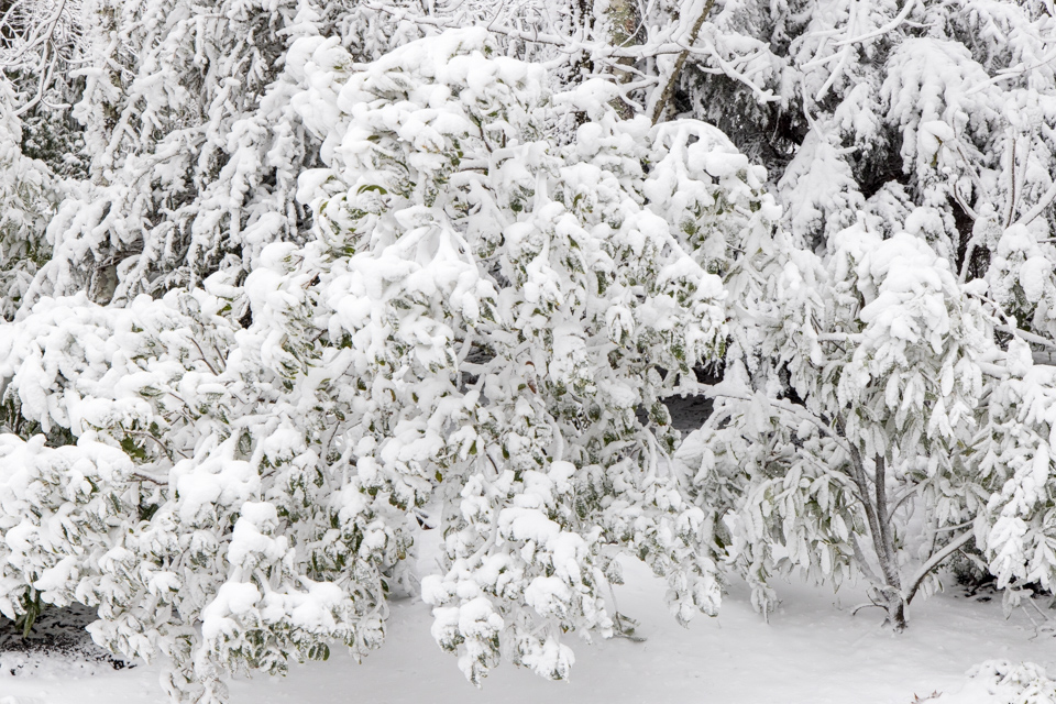Snow Everywhere in Highlands, North Carolina