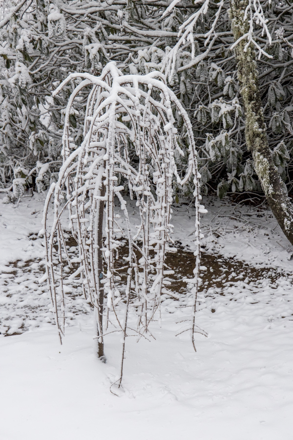 Frozen Cherry Tree in Highlands, North Carolina
