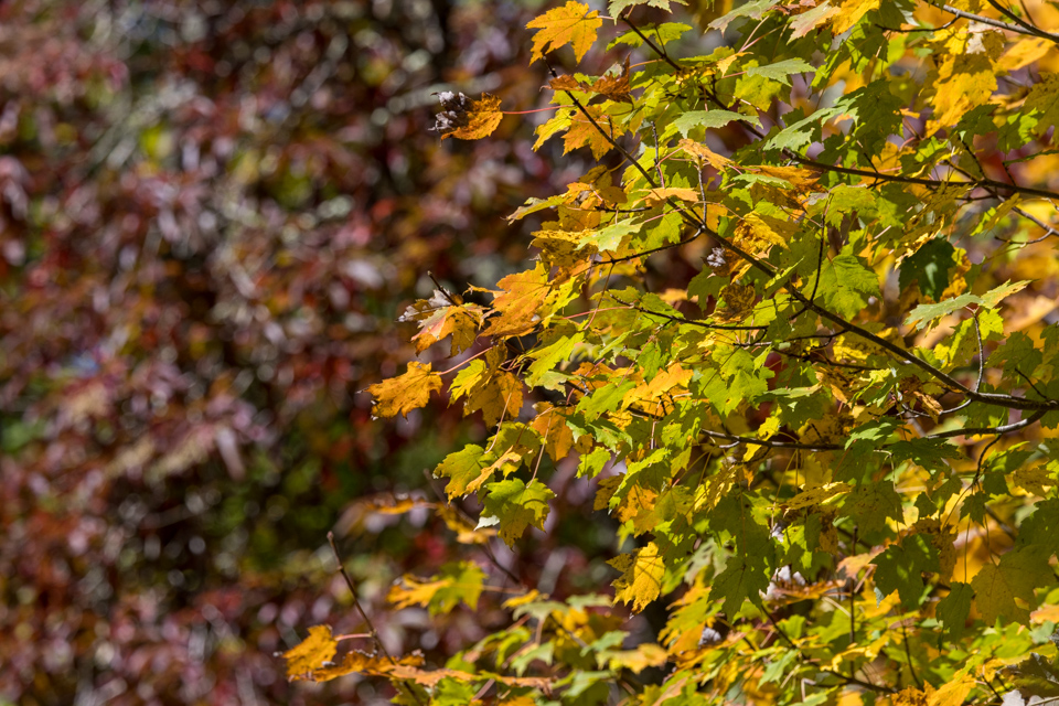 Autumn Colors in Highlands, North Carolina