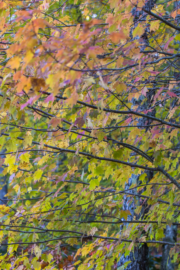 Leaves in Highlands, North Carolina